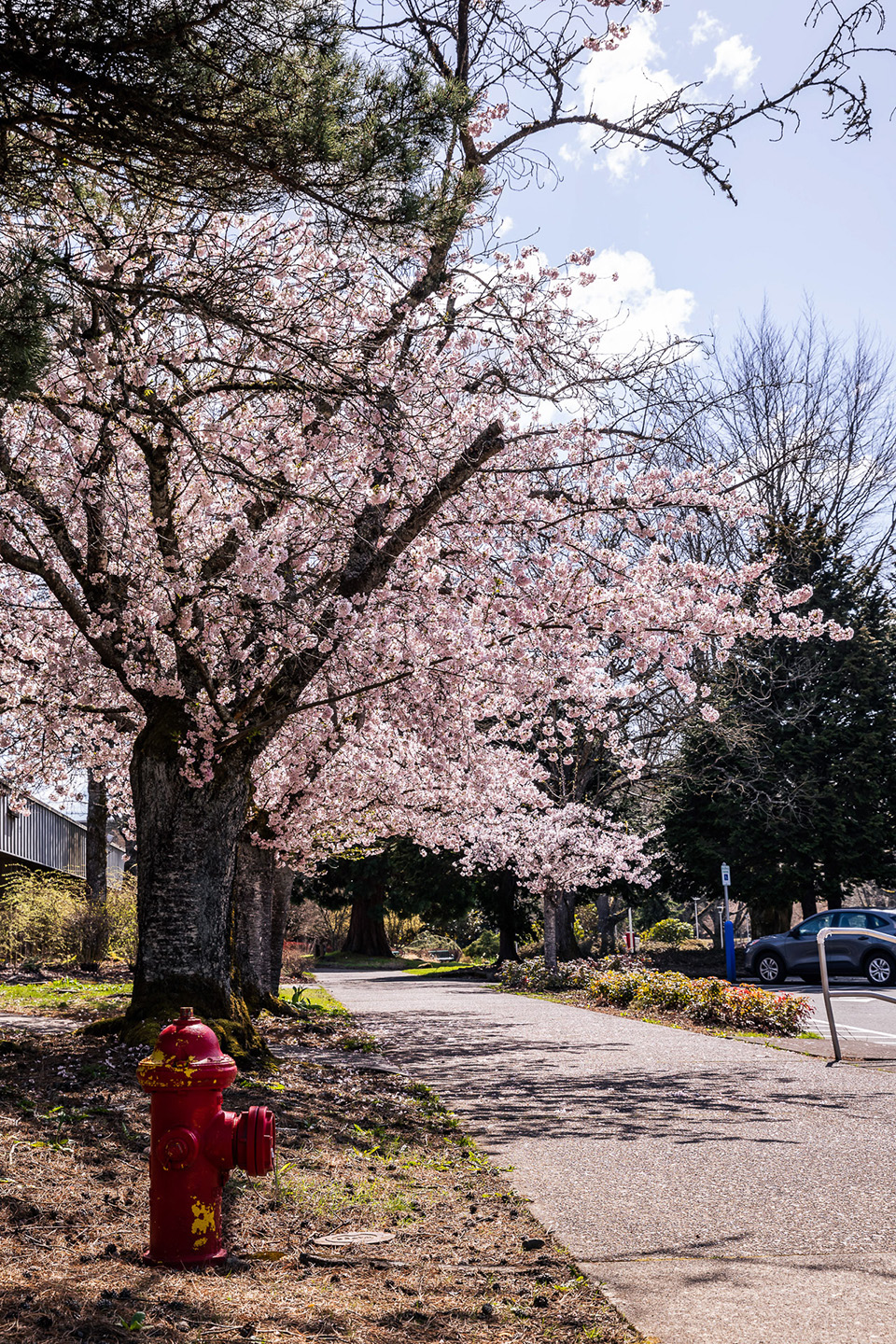 cherry blossom tree on campus