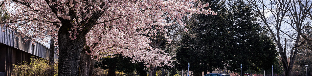 Cherry blossom trees on MHCC campus