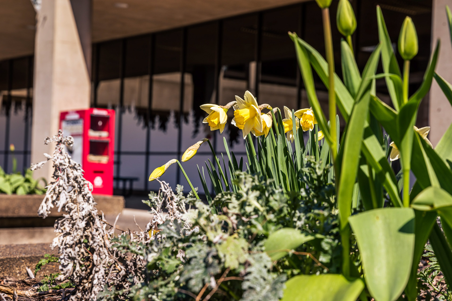 Image of a MHCC outdoors with tulips.