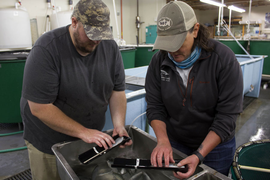 Two technicians collecting data on fish