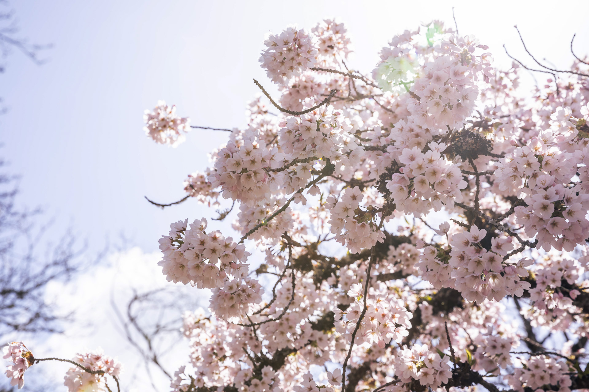 cherry blossom tree with sun rays